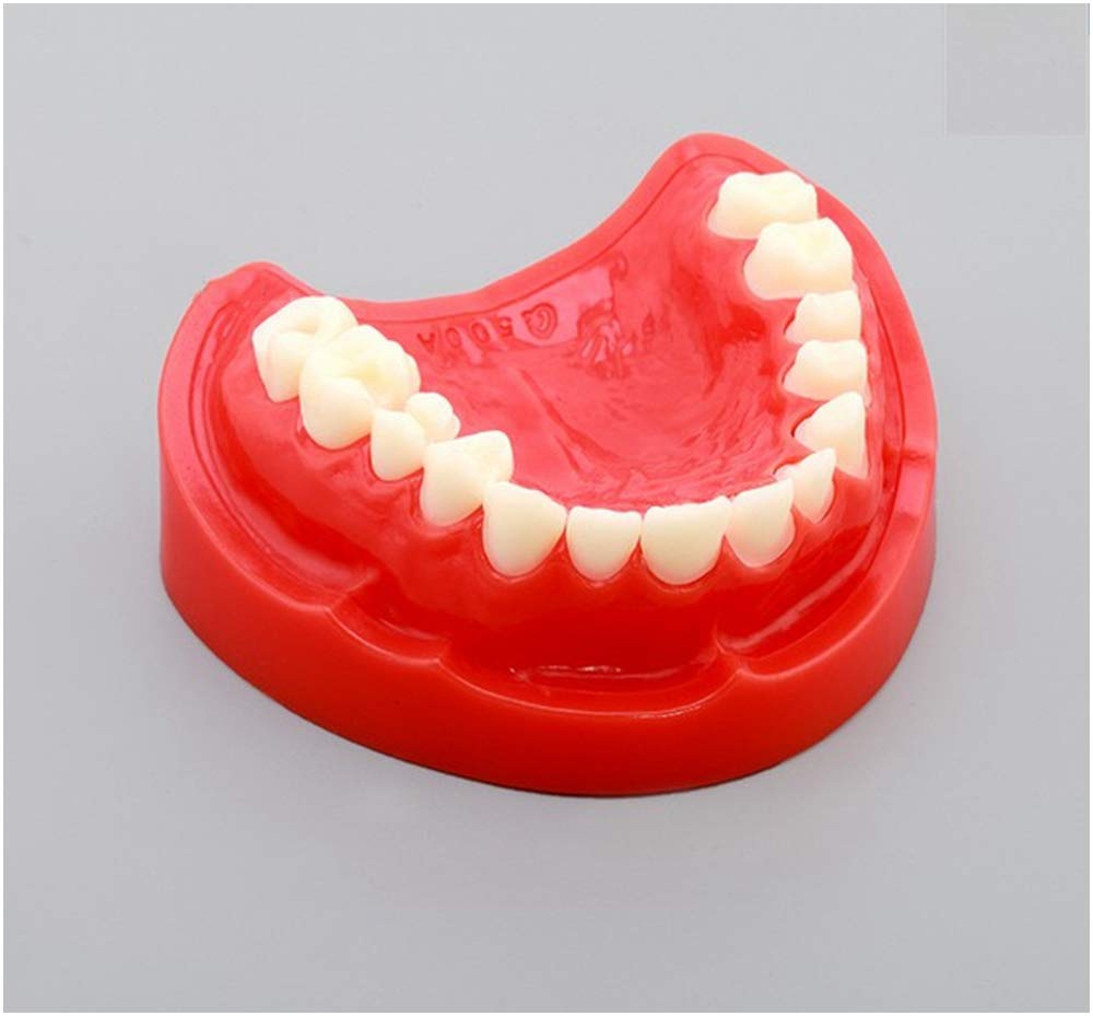 Sjdopulse A Demonstration Model For Dental Teaching Preparation - Teeth Model For Educational - Simulation Oral Tooth Fake Teeth Model - For Study Teaching Display (A)