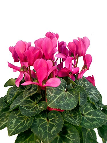 Alpenveilchen pink-violett - Pflanzen mit bezaubernden Blüten