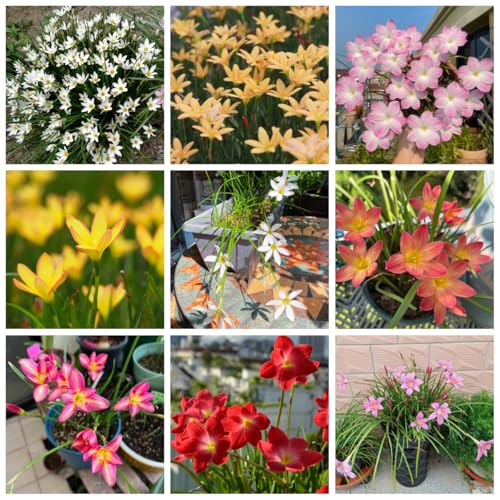 bulbos de zephyranthes - Decoración de plantas, flores silvestres, flores de balcón, Zephyranthes candida Plantas de otoño de floración resistente Plantas resistentes en macetas, 10pcs