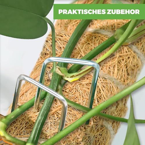 150 Stück Kranz Binden Zubehör 40mm*20mm Strohblumennadeln Stecknadeln Blumen Klammer Pflanzenstecker Patenthaften Robuste Krampen Steckhaften Efeunadeln für Floristikbedarf und Kränze Weiß
