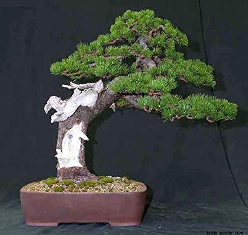 polyscias zimmerpflanze Polyscias Hawaiiana Ming Fiederaralie Zimmerpflanze 24cm 90cm