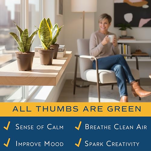 Image of Costa Farms Live Snake Plant 3-Pack, Mother in Law's Tongue Sansevieria Indoor Houseplants in Potting Soil, Low Light Room Decor, Easy Care Succulent Clean Air Plants for Home Office, 8-12 Inches Tall