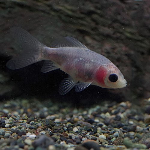 Amazon.co.jp: (金魚)青錦（約4cm）＜1匹＞[生体] : ペット用品