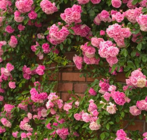 See full amazon price history chart for Oyeboy Rare Rose Climbing Live Flower Plant for Indoor and Outdoor Gardening, with Pot (Pink) Oyeboy Rare Rose Climbing Live Flower Plant for Indoor and Outdoor Gardening, with Pot (Pink) (B0DCPNW5P4) Amazon Price History, Amazon Price Tracker