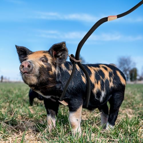Image of Pig Harness, Adjustable 8 Feet Leash for Small to Medium Pet Pigs