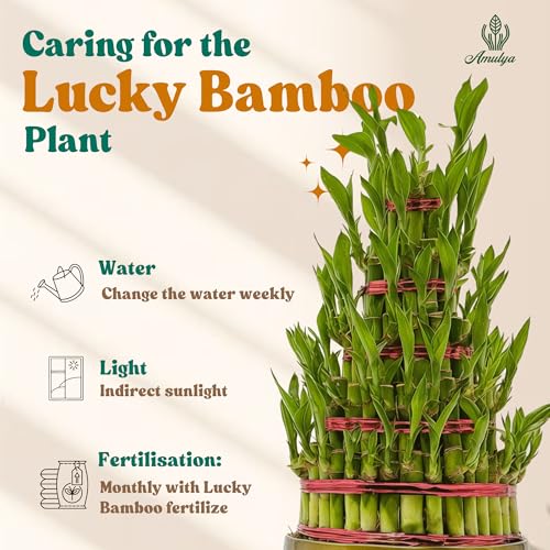 Image of Amulya Farms 5 Layer Lucky Bamboo Plant with Premium Golden Metal Planter | Feng Shui Plants | Good Luck Plant | Vastu Plants for Home Indoor | Live Plants for Living Room, Office, Desk, decoration |