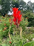 Gartenbepflanzung Im Freien, Winterhart Canna, Blumenzwiebeln MehrjäHrig, Canna Knolle, Indisches Blumenrohr, Lange BlüTezeit, Winterharte Frühblüher, Pflegeleichte,-1knollen-F