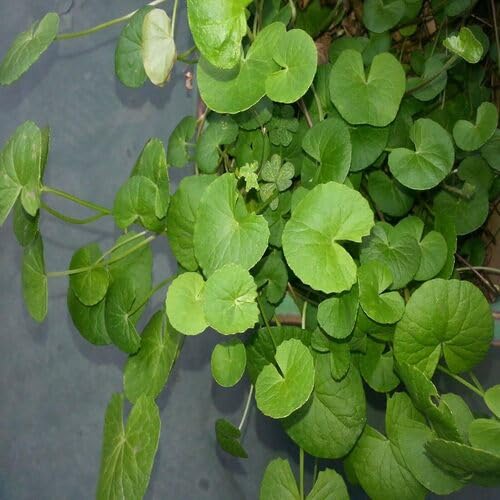 100pcs Green Gotu Kola Plant Seeds