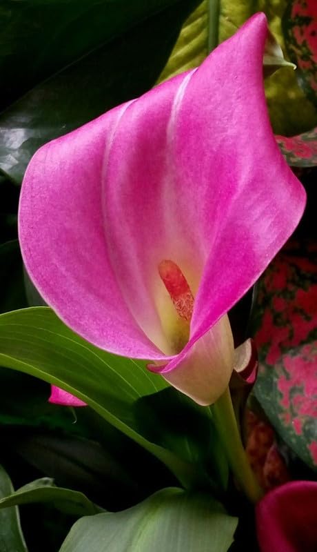 Radha Krishna Agriculture® Calla lily imported flowers bulbs for Your Garden | peach color Calla lily Flowering Plants Bulbs | all season Flowering bulb for Planters pack of 1 bulb 3
