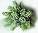 6 Capensia Bush, Artificial Plant by SonStarShop