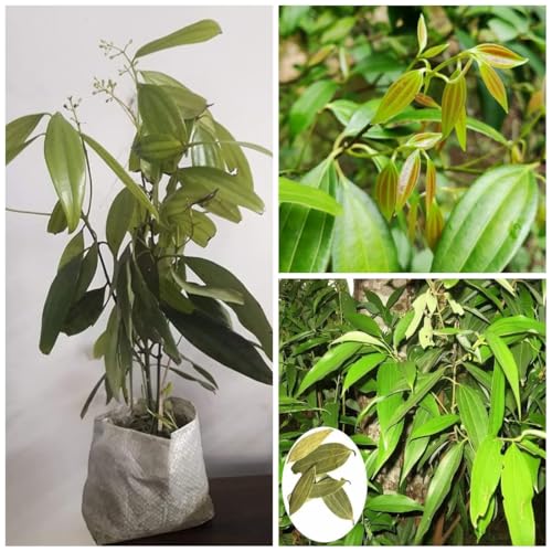 Cloud Farm Bay Leaf (Litsea glaucescens) Dwarf Special Variety (1 Healthy Plant, Height 2 Ft) With a Growing Bag, CF_B104