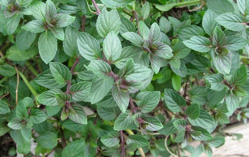 Clovers Garden Chocolate Mint Herb Plants- Two (2) Live Plants - Non-GMO - Not Seeds -Each 4-8 Tall- in 4 Inch Pots Pollinator Favorite