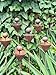 Set of 6 Rusty Metal Flower Garden Stakes Rustic Outdoor Decor, Bee Water Station