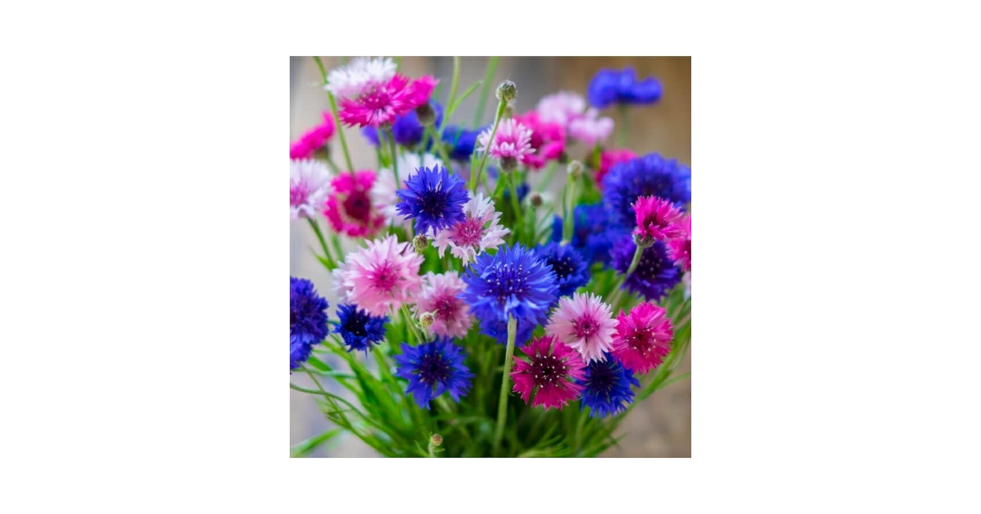 Amazon | 矢車菊 苗 花色お任せ 4号ポット ヤグルマギク 春の花