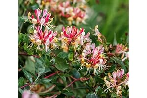 Fragrant Cloud Pink Honeysuckle in 3.5 inch pot