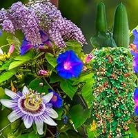 KLETTERPFLANZEN-SAMMLUNG | 5 Saatbeutel | Blauregen | Klettererdbeeren | Passionsblumen | Luffa | Blaue Prunkwinde (Ipomea)