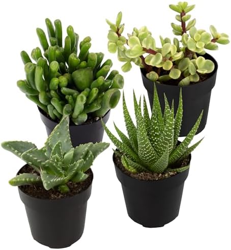 Altman Plants, Assorted Succulents Plants Live Houseplants (4PK),...
