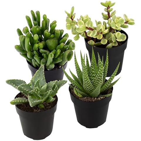 Altman Plants Assorted Succulents (4PK) Cover