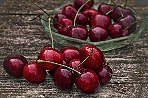 Gifts Delight Laminated 36x24 inches Poster: Cherry Retro Sweet Cherry Red Fruit Healthy Summer Delicious Fruity Bird Cherry Bing Prunus Avium Sweet Tree Fruit Tree