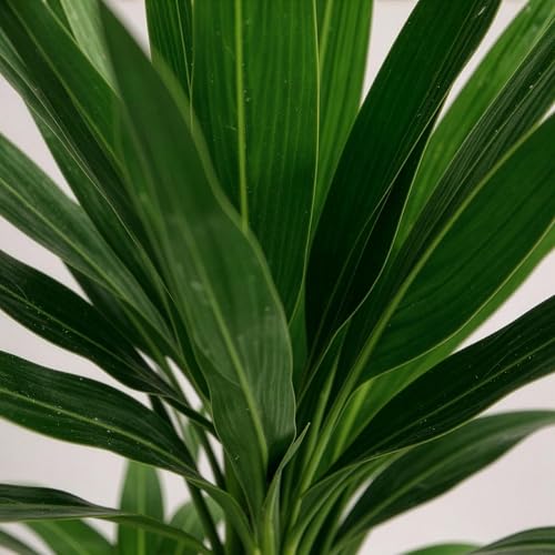 Yucca Elephantipes la plante d'intérieur robuste qui survit aux oublis d'arrosage