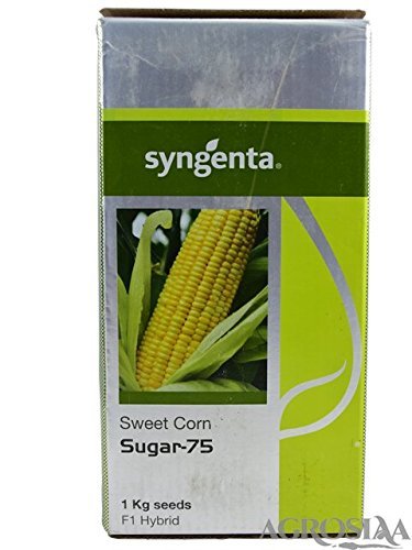 SYNGENTA HYBRID F1 SUGAR-75 SWEETCORN SEEDS (1KG) (B0787R4WHH) Amazon Price History, Amazon Price Tracker