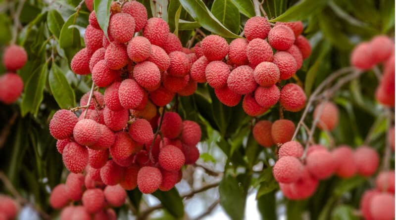 Punarva Litchi PlantLichu PlantLYHNVB