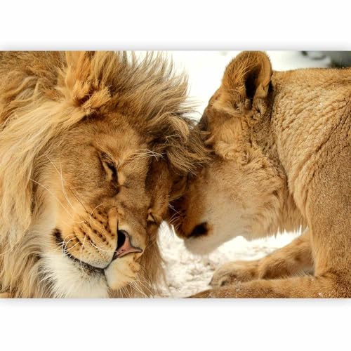 murando Fotomurales Leon 150x105 cm XXL Papel pintado tejido no tejido Decoración de Pared decorativos Murales moderna Diseno Fotográfico Animales g-B-0034-a-c