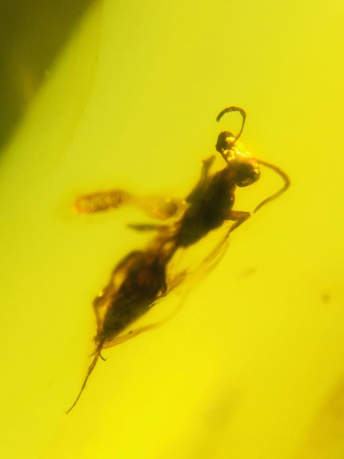 Burmese burmite Cretaceous Beautiful Honeybee Insect Fossil Amber Myanmar