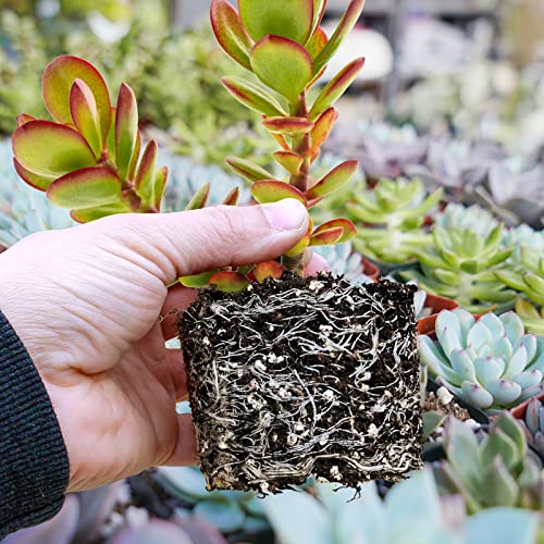 Sprout N Green Organic Potting Mix For Succulents Cactus, 2 Quarts Indoor Plants Soil, For Bonsai, Flowers, Vegetables, Herbs, Orchid, Premixed House Garden Grow Soil Blend Special Formulated #TOP3