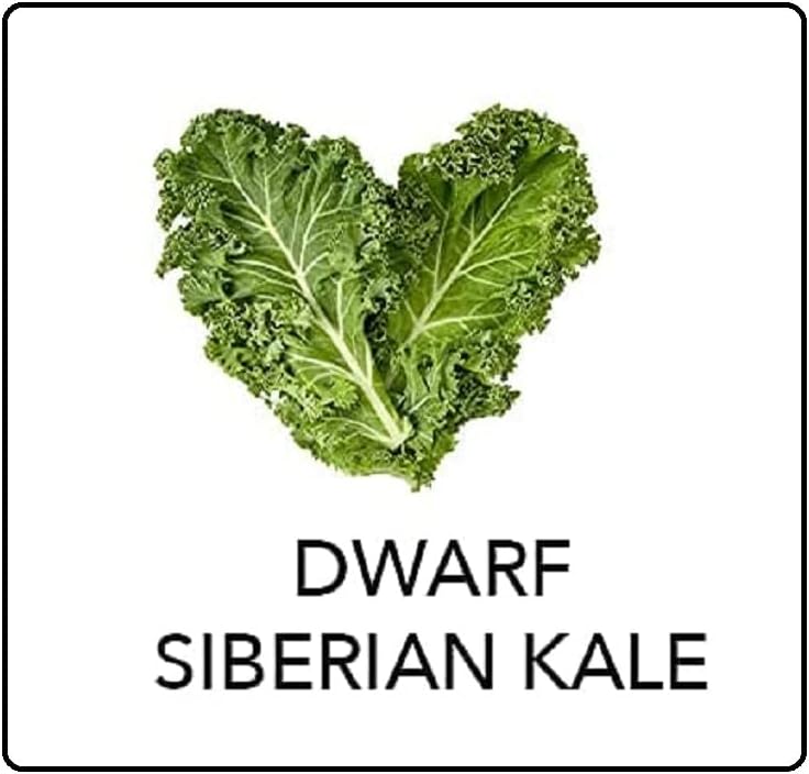 VibeX Siberian Kale-250 Seeds