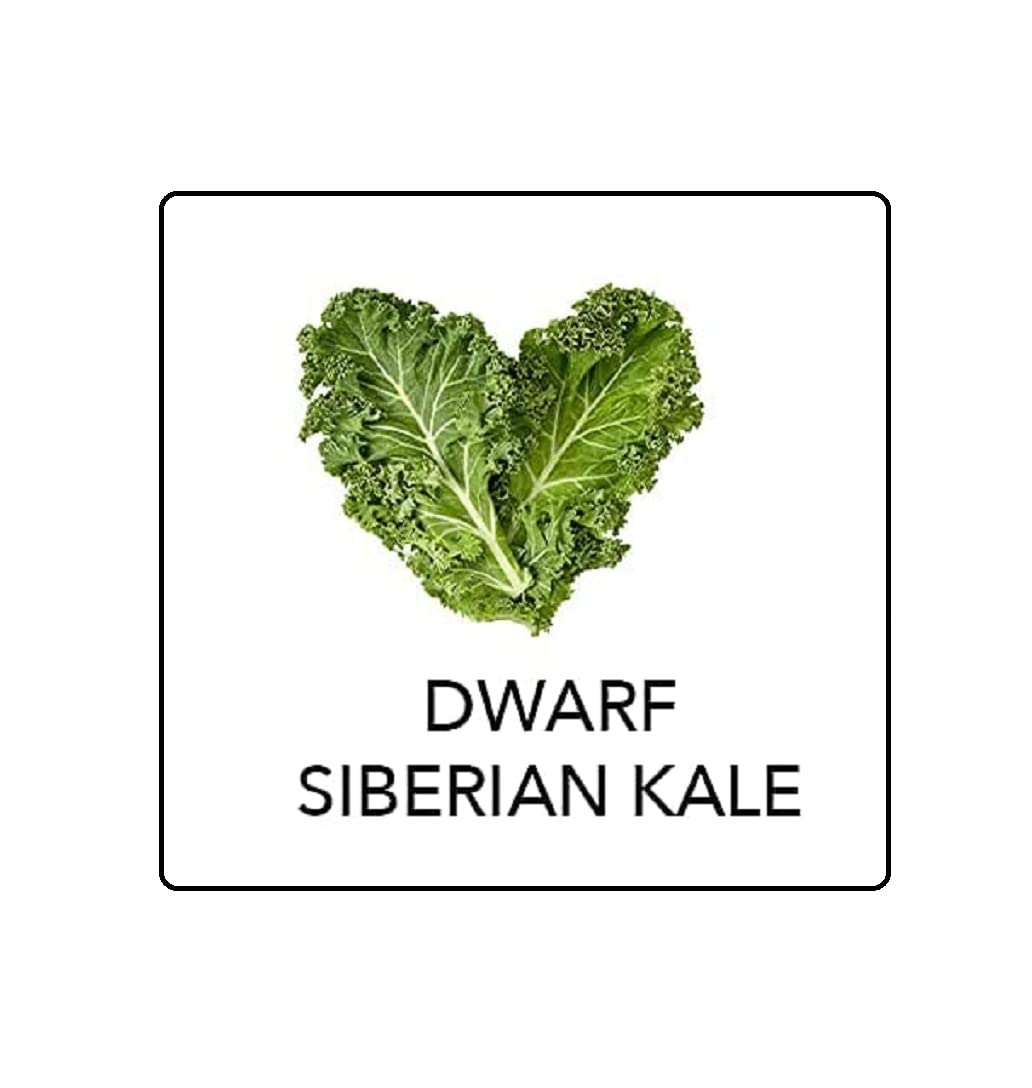 VibeX Siberian Kale-250 Seeds
