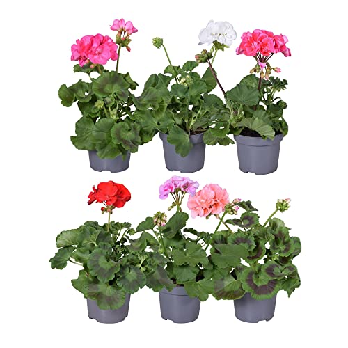 Set de 6 Geranios Naturales Ideales para Terraza y Jardín