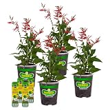 Bonnie Plants Pineapple Sage, Live Plants, with Miracle-Gro Pour & Feed Singles Ready-to-Use Plant Food, 4-Pack, 19.3 oz.