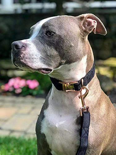 Aring Pet Dog Collar And Leash, Velvet Dog Collar And Leash Set, Soft & Comfy, Adjustable Collars For Dogs Medium #TOP4