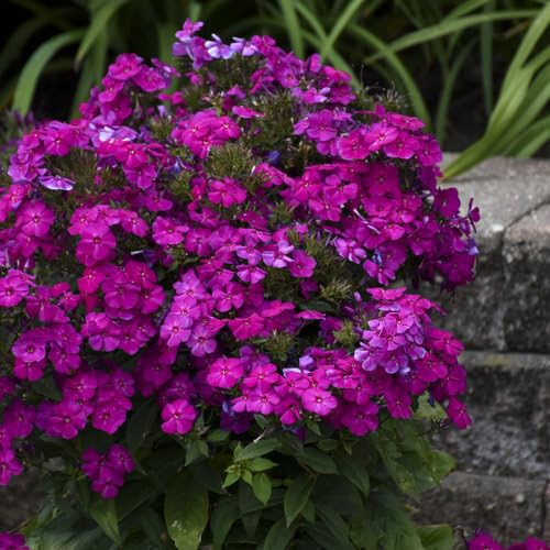 New Fresh Phlox Flower Seeds 100pcs Purple