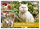Selkirk Rex Katzen. Lockenzauber im Blumengarten (Wandkalender 2026 DIN A4 quer), CALVENDO Monatskalender