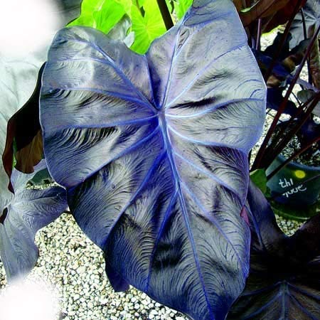 Black Coral Elephant Ear, Colocasia, Taro-Large 1 Gallon