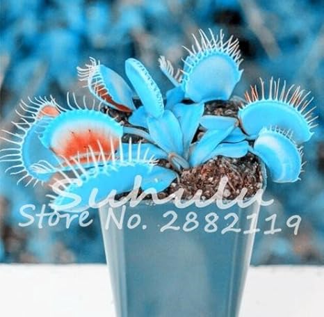 Amazon Co Jp 10個ブルーエキゾチックな食虫植物種子多肉植物盆栽種子ハエトリグサ食虫植物は簡単に3を育てます ホーム キッチン
