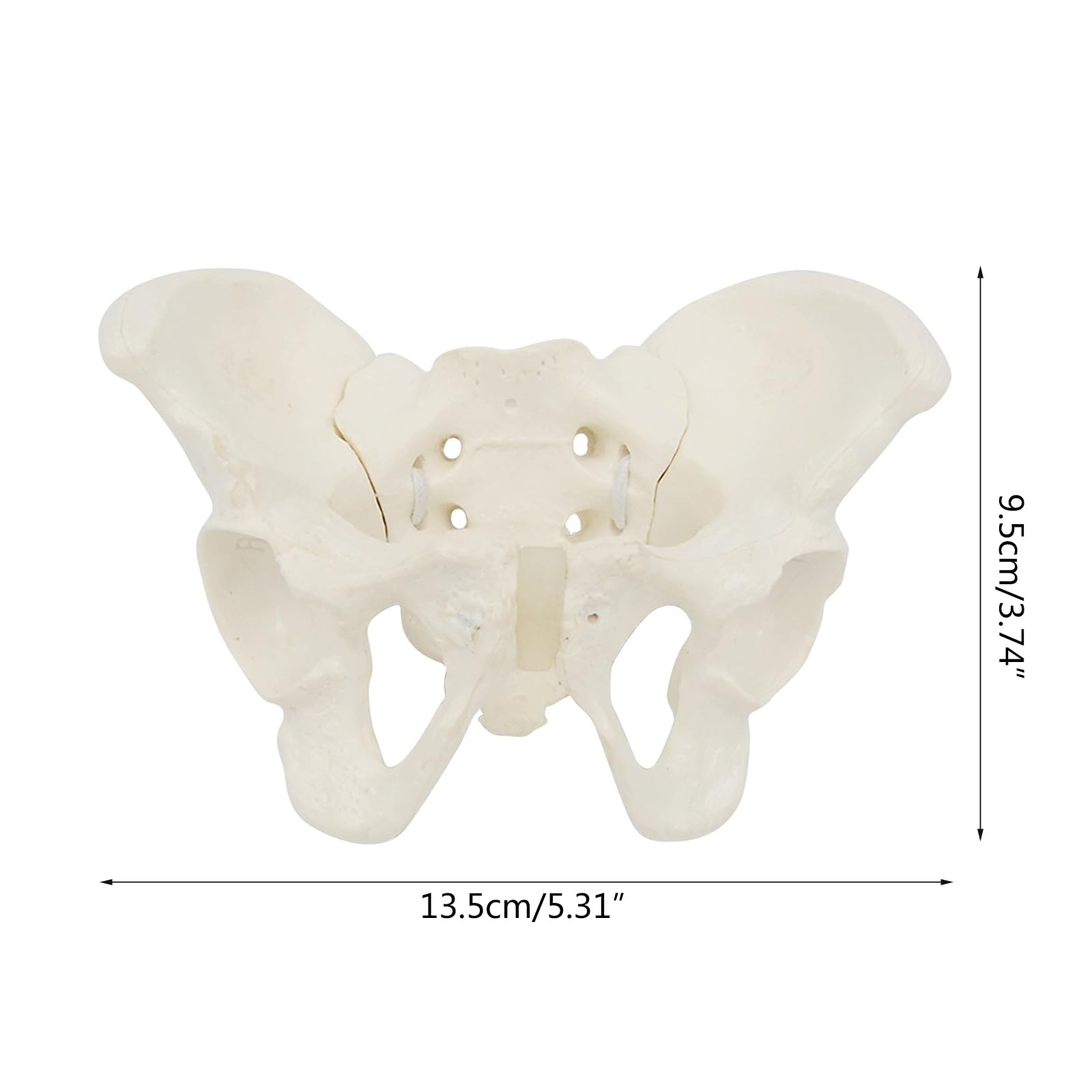 Mini -Wielkość Żeńskiego Modelu Miednicy, Elastyczny Anatomiczny Model Anatomii Kości Miednicy Dla Położnych I Edukacji Naukowej