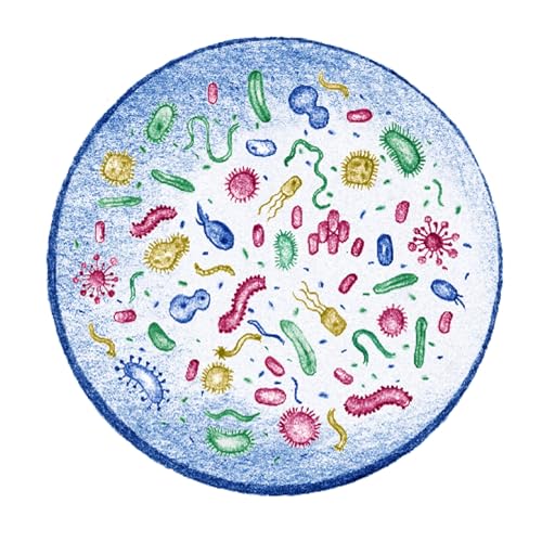 Microbiolog&iacute;a en lentes de contacto LEONEL SALMER&Oacute;N LEAL