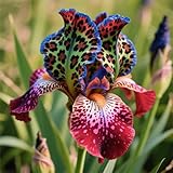 Plantación, iris, perenne, hermosa en el jardín.