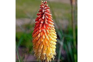 50+ Red Hot Poker Flower Seeds