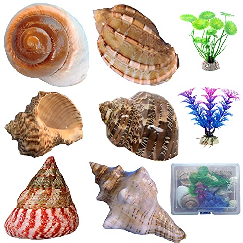 SEAJIAYI Hermit Crab Shells Medium Large XLarge Growth Turbo Seashells Artificial Plants Decoration Supplies Openning…