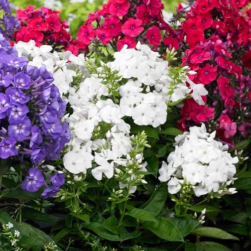 1000+ Creeping Phlox Seeds for Planting - Bright Mixed Phlox Seeds Creeping Perennial Ground Cover Plants - Annual Flower for Home and Garden 1000+ Creeping Phlox Seeds for Planting - Bright Mixed Phlox Seeds Creeping Perennial Ground Cover Plants - Annual Flower for Home and Garden