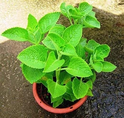 VINSHRA Oregano/Ajwain Live Plant in Small Nursery Pot- Rapid Growing Plant/Ammi, Mexican Mint, Ajowan Caraway, Kitchen Plants with Pots (Variegated Ajwain) Ajwain Herb Plant (B096MMYWZ8) Amazon Price History, Amazon Price Tracker