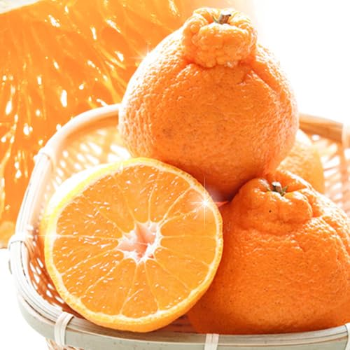 プリッと濃厚 今が旬! 完熟 不知火 デコポン 同品種 みかん10kg 池田鹿蔵農園 @日高町 [2026年2月上旬-3月末頃出荷]和歌山県 日高町 しらぬい でこぽん 家庭用 訳あり デコみかん[配送不可地域あり]