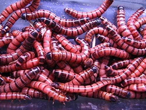 yazWCAgbh~[ibh[j 1kg(800]900C) AiA঒ނ̐FgɁ⏞Linj