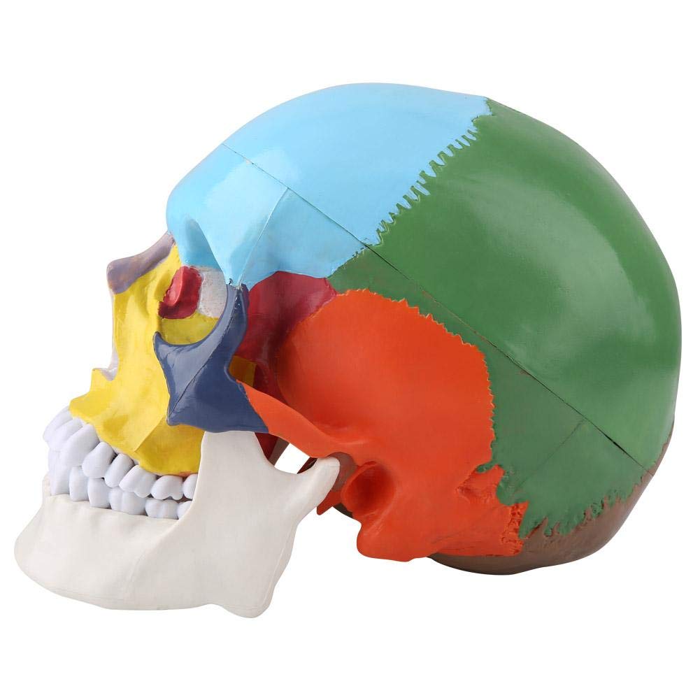 Gehirn Modell Lehrinstrument farbiges erwachsenes menschliches Schädelanatomisches medizinisches Modell einschließlich abnehmbarer Schädelkappe und artikuliertem Unterkiefer mit Ausweis