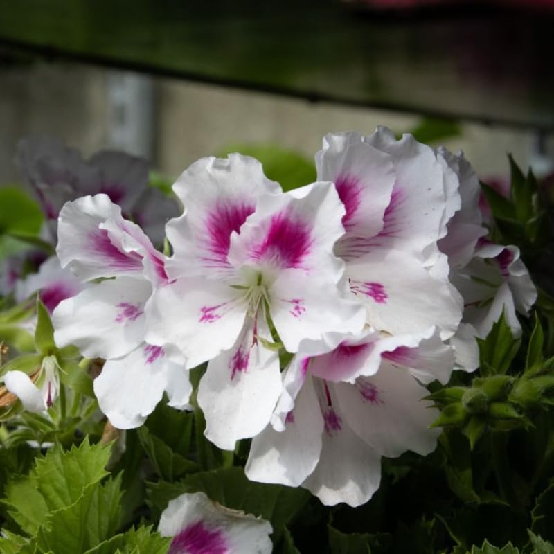 Geranium Zonal 'Belinda' X5 Plug Plants