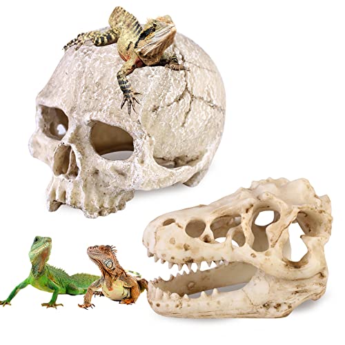 人間の恐竜 スカル 隠れ家 爬虫類:2個 ひげを生やしたドラゴンタンクアクセサリー 爬虫類 恐竜 スカル 樹脂 人間の頭蓋骨の隠れ家 ドクロ トカゲ カメレオン クモの装飾